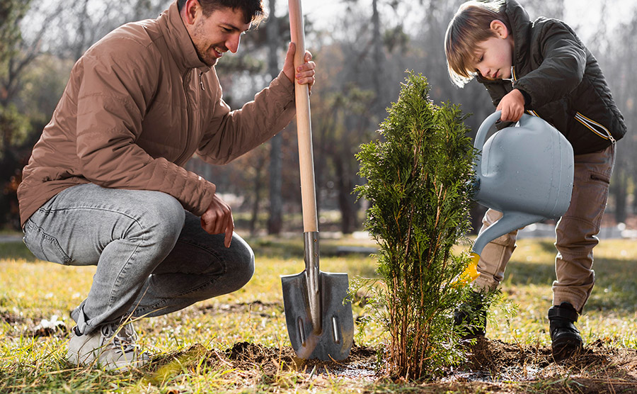 A Guide to Planting Trees Around Your Home California