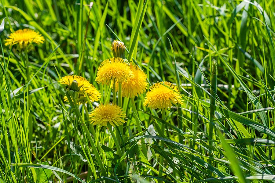Tackling Weeds Naturally and Chemically Washington