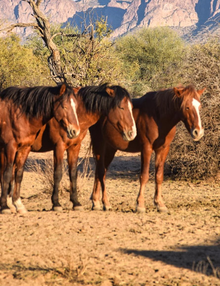 Cave Creek Horse Property