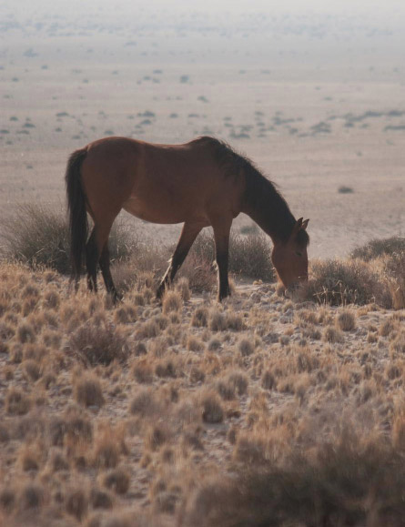 Chandler Gilbert Horse Property