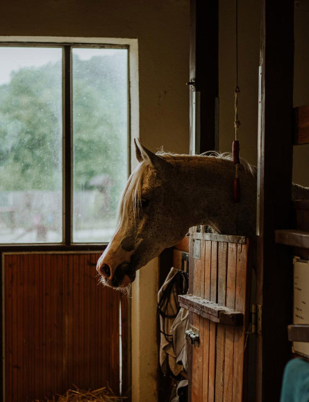 Glendale Peoria Horse Property