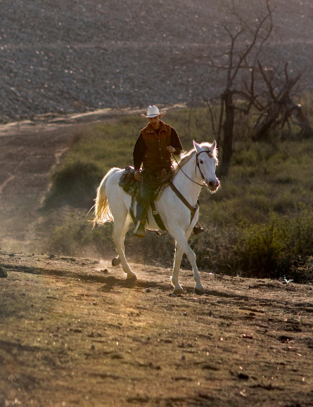 Phoenix Horse Property