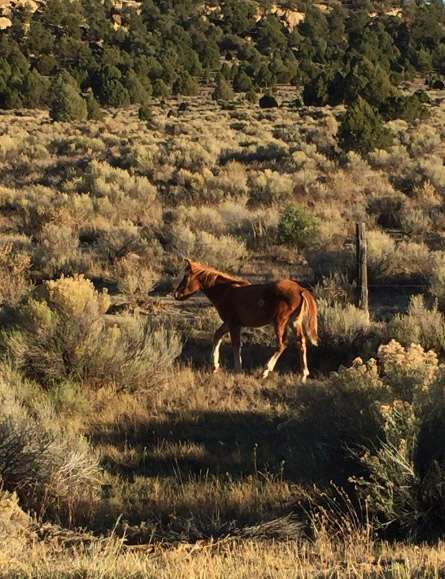 Scottsdale Horse Property