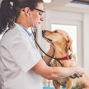 Doctors of Veterinary michigan.medicalprofessionalhomeloans.com